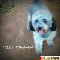 にほんブログ村 海外生活ブログ ブラジル情報へ