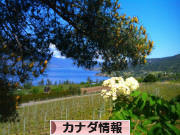 にほんブログ村 海外生活ブログ カナダ情報へ