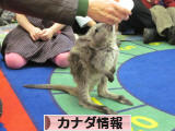 にほんブログ村 海外生活ブログ カナダ情報へ