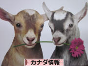 にほんブログ村 海外生活ブログ カナダ情報へ