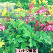 にほんブログ村 海外生活ブログ カナダ情報へ