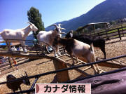 にほんブログ村 海外生活ブログ カナダ情報へ