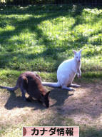 にほんブログ村 海外生活ブログ カナダ情報へ