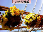 にほんブログ村 海外生活ブログ カナダ情報へ
