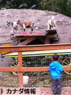 にほんブログ村 海外生活ブログ カナダ情報へ