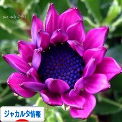 にほんブログ村 海外生活ブログ ジャカルタ情報へ