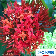 にほんブログ村 海外生活ブログ ジャカルタ情報へ