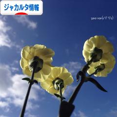 にほんブログ村 海外生活ブログ ジャカルタ情報へ
