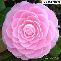 にほんブログ村 海外生活ブログ ジャカルタ情報へ