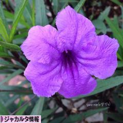 にほんブログ村 海外生活ブログ ジャカルタ情報へ