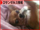 にほんブログ村 海外生活ブログ ロサンゼルス情報へ