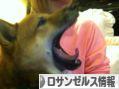 にほんブログ村 海外生活ブログ ロサンゼルス情報へ