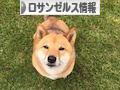 にほんブログ村 海外生活ブログ ロサンゼルス情報へ