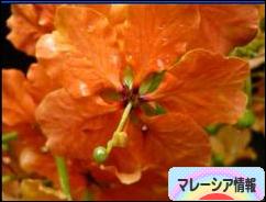 にほんブログ村 海外生活ブログ マレーシア情報へ