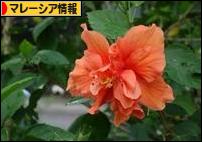 にほんブログ村 海外生活ブログ マレーシア情報へ