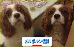 にほんブログ村 海外生活ブログ メルボルン情報へ