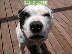 にほんブログ村 海外生活ブログ ニュージーランド情報へ