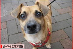 にほんブログ村 海外生活ブログ サンフランシスコ・ベイエリア情報へ