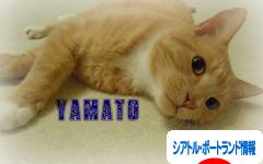 にほんブログ村 海外生活ブログ シアトル・ポートランド情報へ