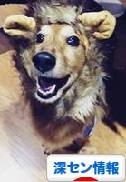 にほんブログ村 海外生活ブログ 深セン情報へ