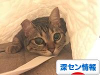 にほんブログ村 海外生活ブログ 深セン情報へ