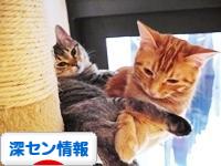 にほんブログ村 海外生活ブログ 深セン情報へ