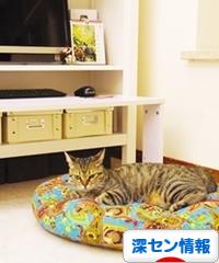 にほんブログ村 海外生活ブログ 深セン情報へ