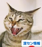 にほんブログ村 海外生活ブログ 深セン情報へ