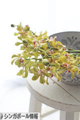 にほんブログ村 海外生活ブログ シンガポール情報へ