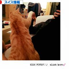 にほんブログ村 海外生活ブログ スイス情報へ