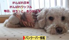 にほんブログ村 海外生活ブログ バンクーバー情報へ