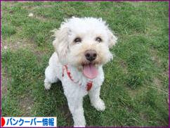 にほんブログ村 海外生活ブログ バンクーバー情報へ