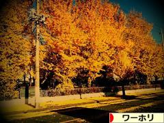 にほんブログ村 海外生活ブログ ワーホリへ