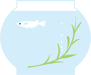 メダカと水草の水槽