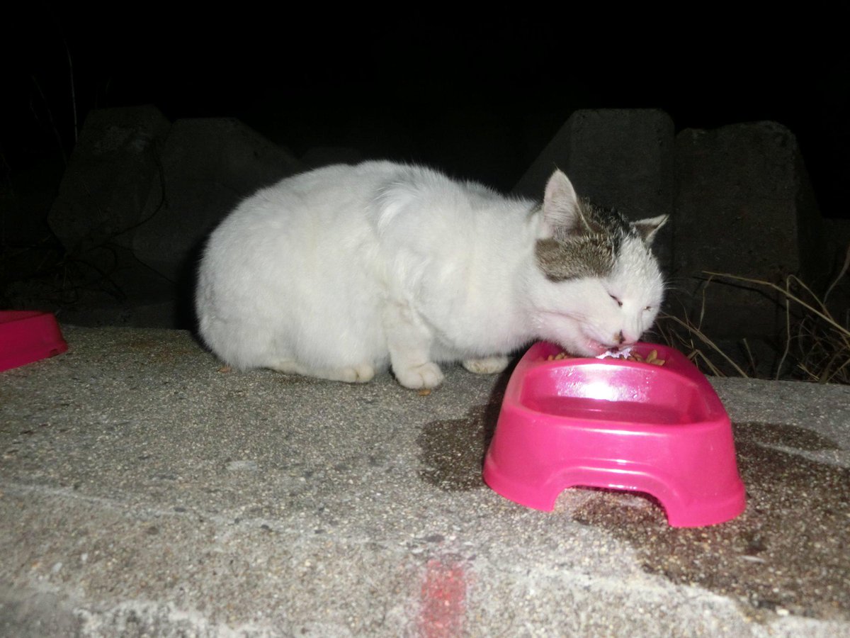 岡山県笠岡市の 猫の島 真鍋島の現状 動物救援隊 外交官 ももこひめ