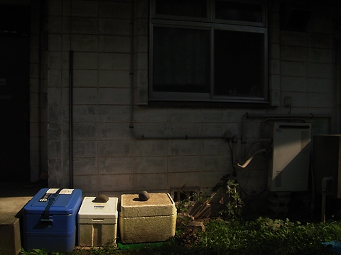 ***f8.0, 1/500、ISO200　RICOH Caplio GX***