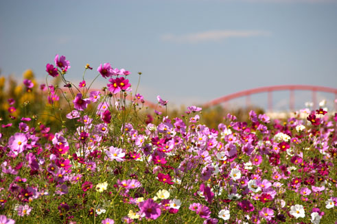 クリックすると新しいウィンドウで開きます