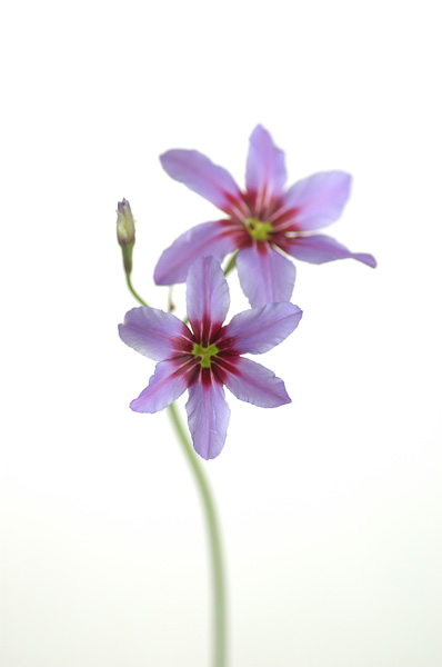 リューココリーネ