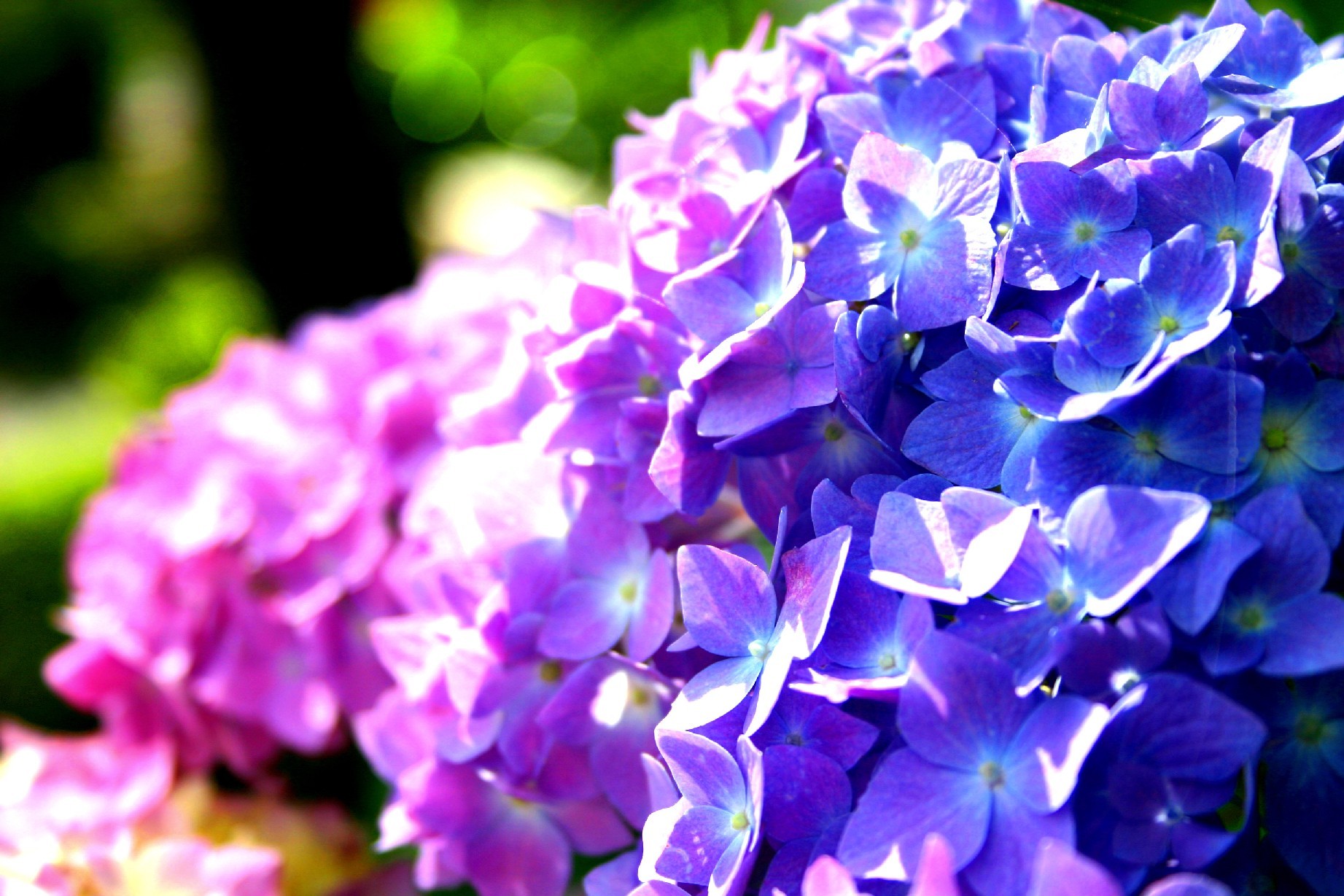 梅雨突入 紫陽花 アジサイ が主役の季節 アジサイ ハイドランジア オタクサ おたきさん 広島のガーデンコーディネーター ゆっこの 庭 寄せ植え教室