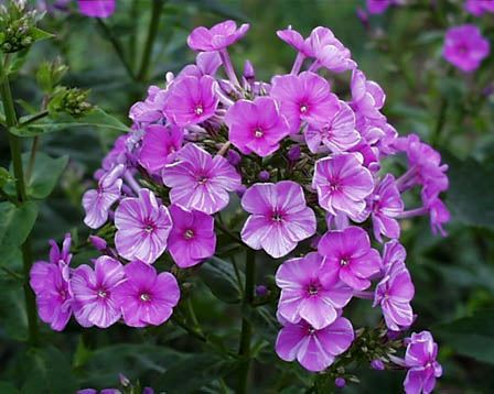 花魁草 ショウちゃんのブログ 俳句のある風景