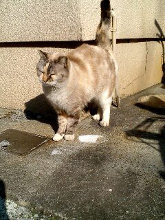 クリックすると新しいウィンドウで開きます