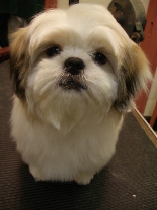 クリックすると新しいウィンドウで開きます