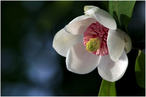 クリックすると新しいウィンドウで開きます