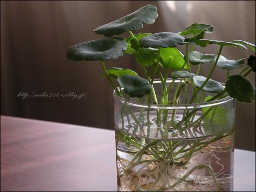 夏にぴったり 丸くて小さな葉っぱが魅力 不思議な水生植物 ウォーターマッシュルーム 広島 あなたのお庭のコンシェルジュ ゆっこの庭 寄せ植え教室