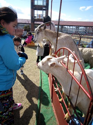 11 日 いちご動物園 開催 雨天中止 Jaあぐりタウンげんきの郷 すくすくヶ丘 のブログ