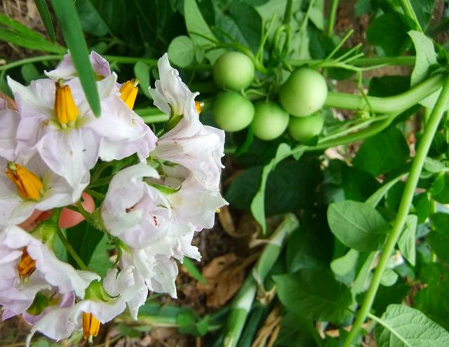 ジャガイモの花の 実 ミーハーミサのブログ