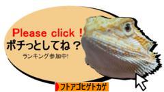 にほんブログ村 その他ペットブログ フトアゴヒゲトカゲへ