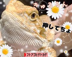 にほんブログ村 その他ペットブログ フトアゴヒゲトカゲへ