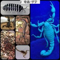 にほんブログ村 その他ペットブログ 奇蟲・ゲテへ