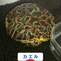 にほんブログ村 その他ペットブログ カエルへ